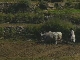 Agriculture Rajasthan