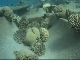 Coral reefs in Aqaba