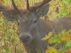 Deer in Adygea