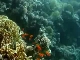 Diving in Aqaba (ヨルダン)