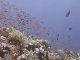 Diving in Yanbu (サウジアラビア)