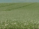 Fruitful Field of Tasmania