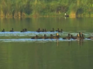 صور Waterfawl in Burundi ألحيوَانَات