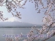 Spring in Yamanashi