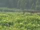 Tea plantations in Rwanda