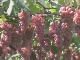 Vineyards of Yamanashi