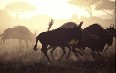 Serengeti National Park صور