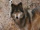 Colorado Wolf and Wildlife Center