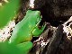 Daintree River Wildlife