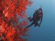 Diving in Whitsundays (オーストラリア)