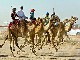 Dubai Camel Race