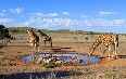 Gemsbok National Park 图片