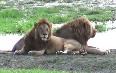 Lions of the Ngorongoro Images