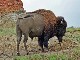 North Dakota Bisons