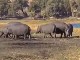 Safari on Chobe river