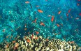 Snorkelling in El Fanar Beach 写真