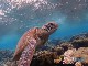 Snorkelling on Lady Elliot Island (オーストラリア)