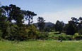 Spring in Golden Gate Park  图片