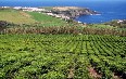 Tea Plantations صور