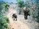 Tsavo National Park