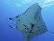 Wild Manta in Queensland